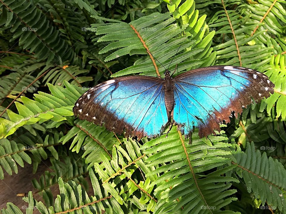 Blue Morpho butterfly 