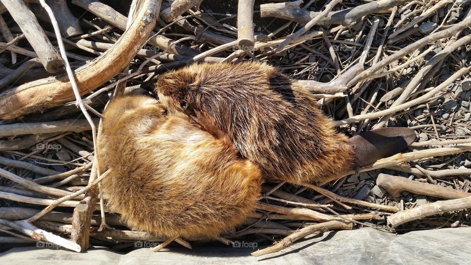 Beaver to snuggle up to