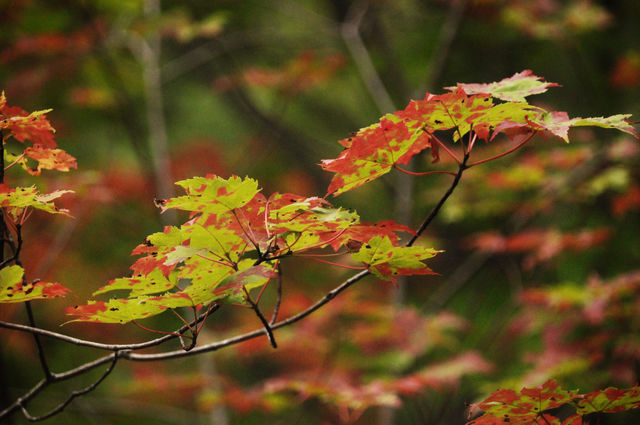 Leaves 