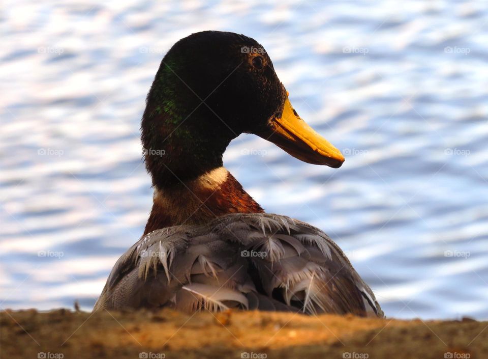 beautiful duck