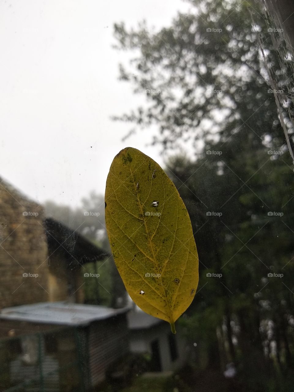 A beautiful little leaf of a plant got sticked on a window after rain and looking amazing.
