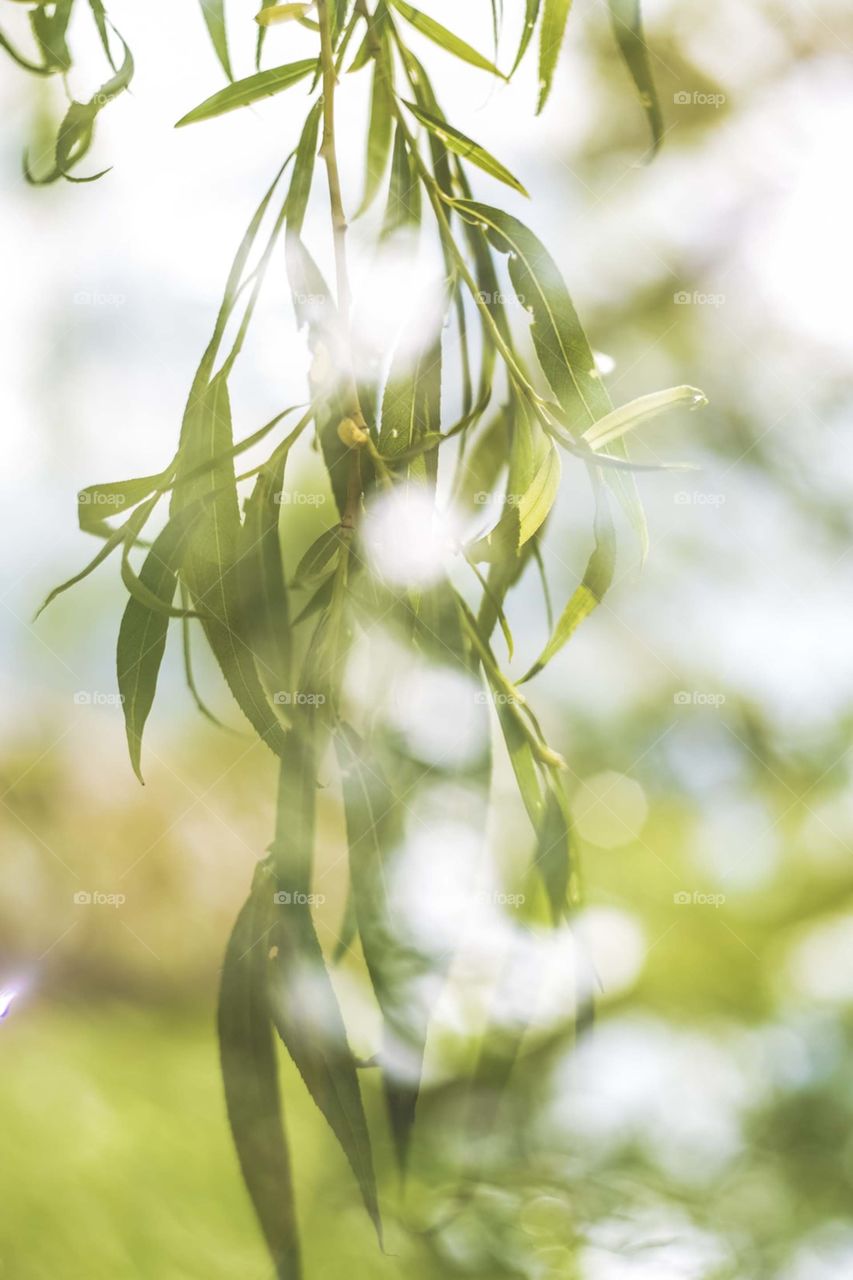 green leaves in sunlight.
nature is beautiful