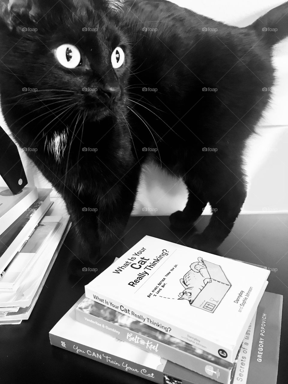 Darling black kitty cat standing next to book that says, “ What is your cat really thinking?”  