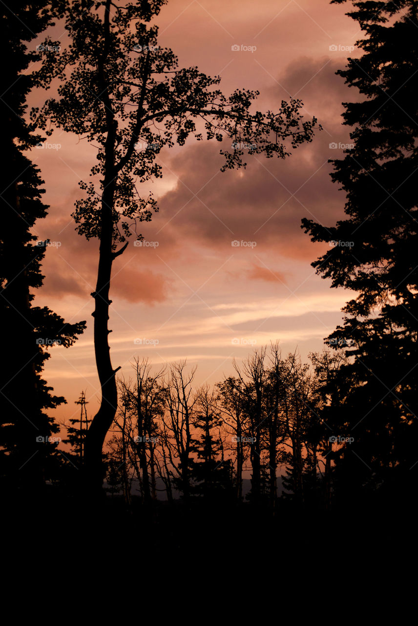 Silhouette of trees during sunset