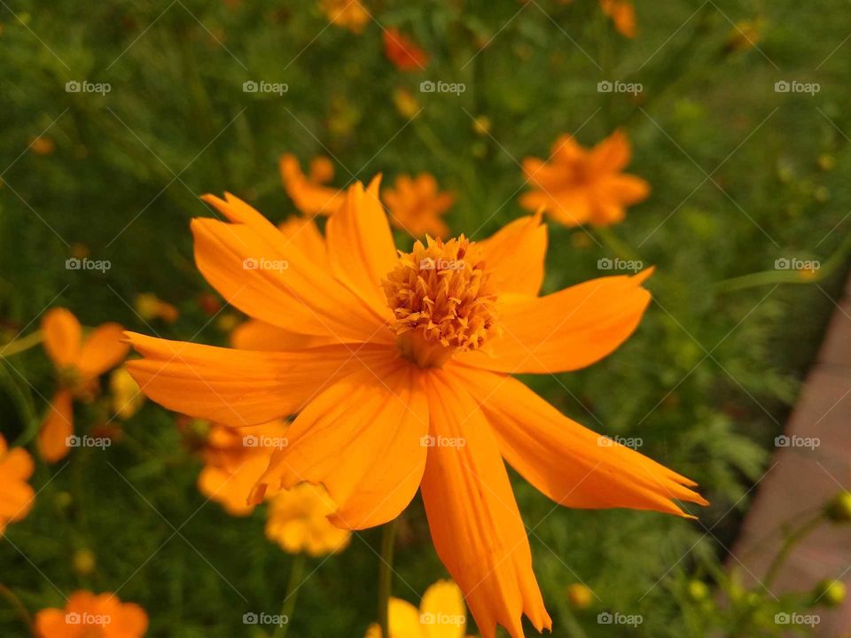 yellow flower in a park