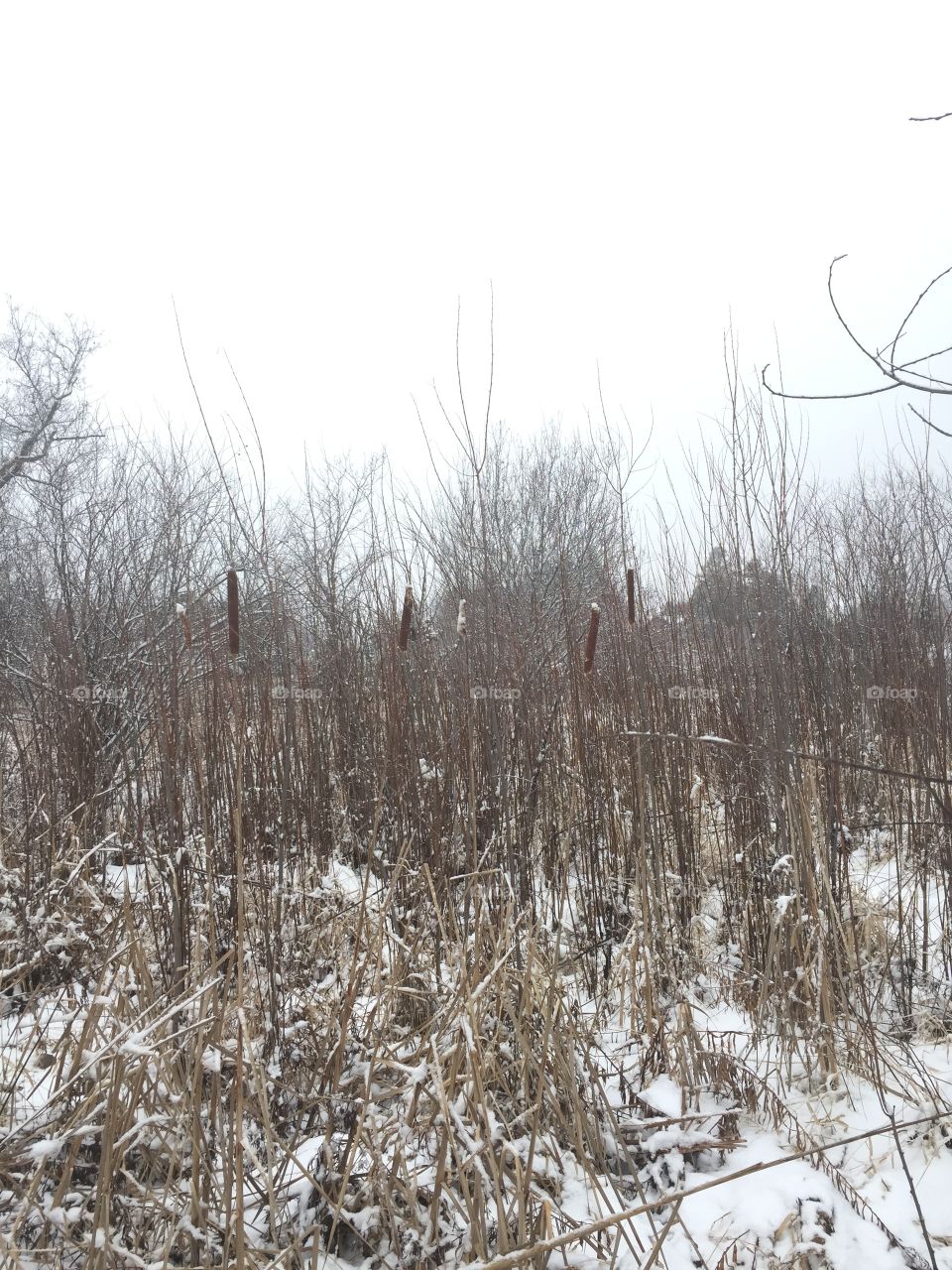Nature, Season, Winter, Wood, Reed