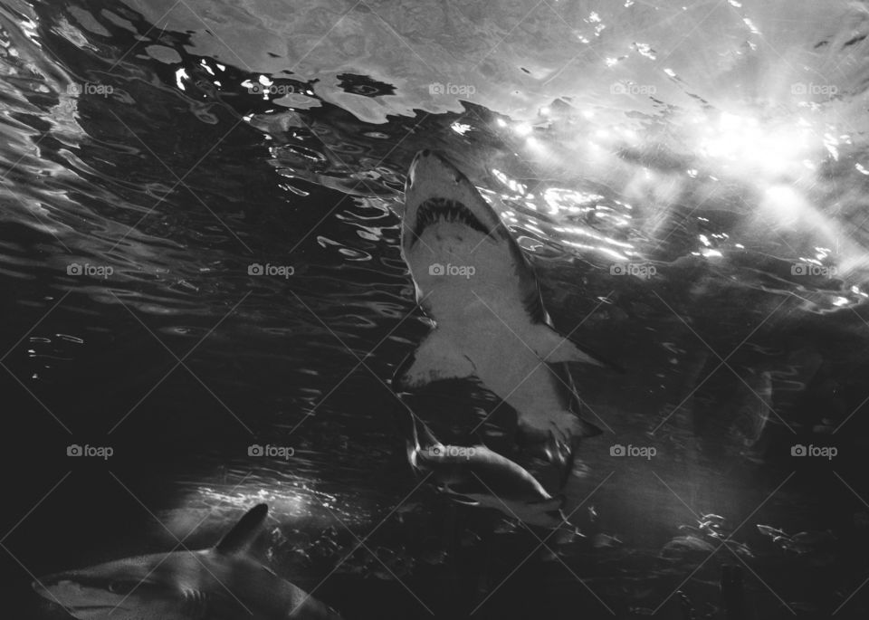 This shark looks scarier black and white