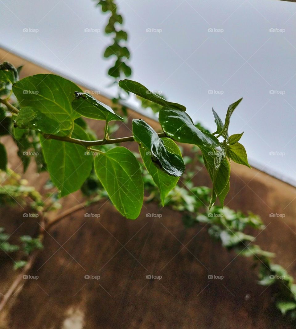 Plants love a rainy day to shower!