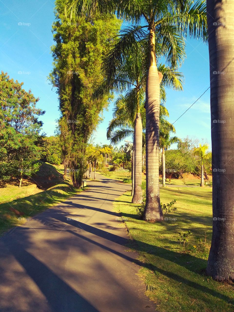 On a path full of coconut trees I found the green of the trees and a beautiful blue sky, full of light and a panoramic view.