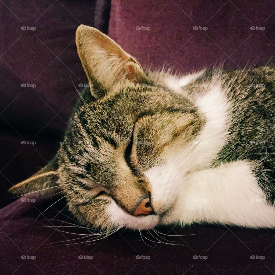 Sleeping cat. Closeup of Mr Pusselfoot