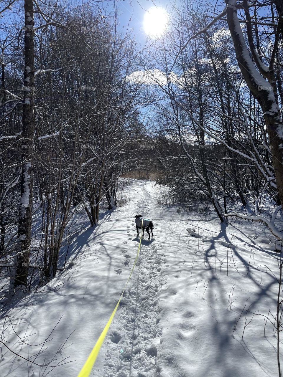 Spring turned around and winter came back, walking the dog in the snowy forest on a sunny day 