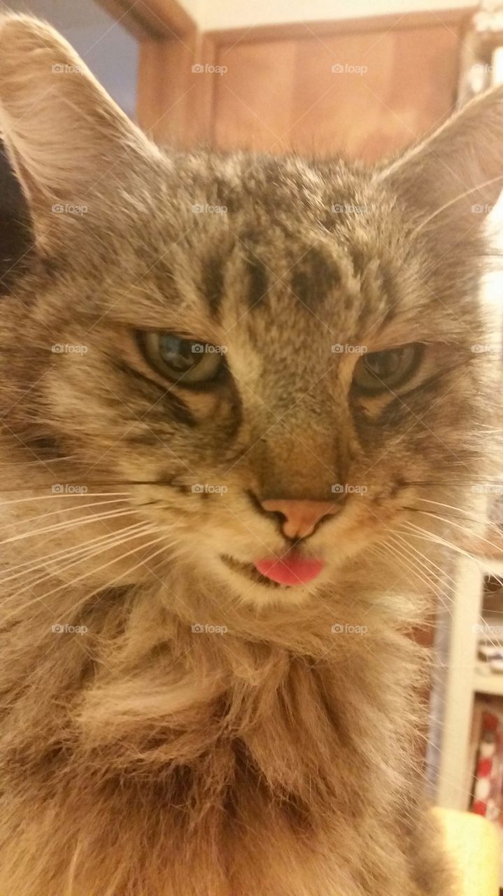 cat got your tongue