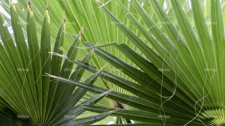 Palm