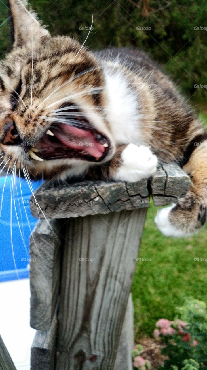 I am kitty hear me meow