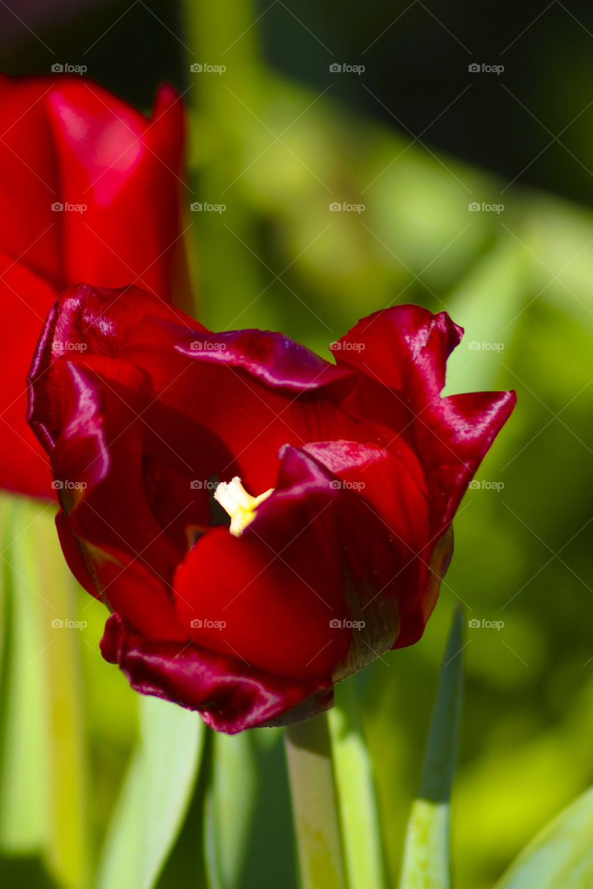 THE TULIP GARDEN AT PIER 39 SAN FRANCISCO CALIFORNIA