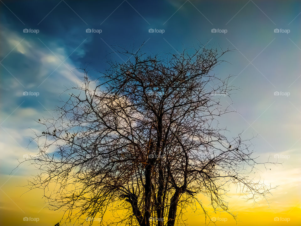 Lonely Dry tree against the backdrop of a beautiful sunset