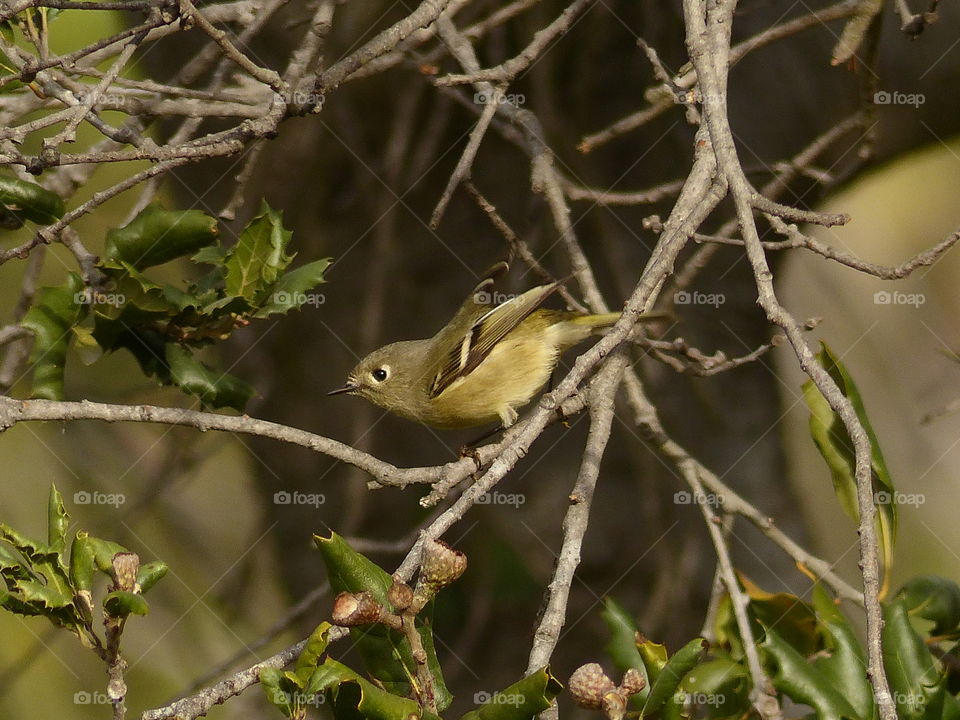 Cute little kinglet