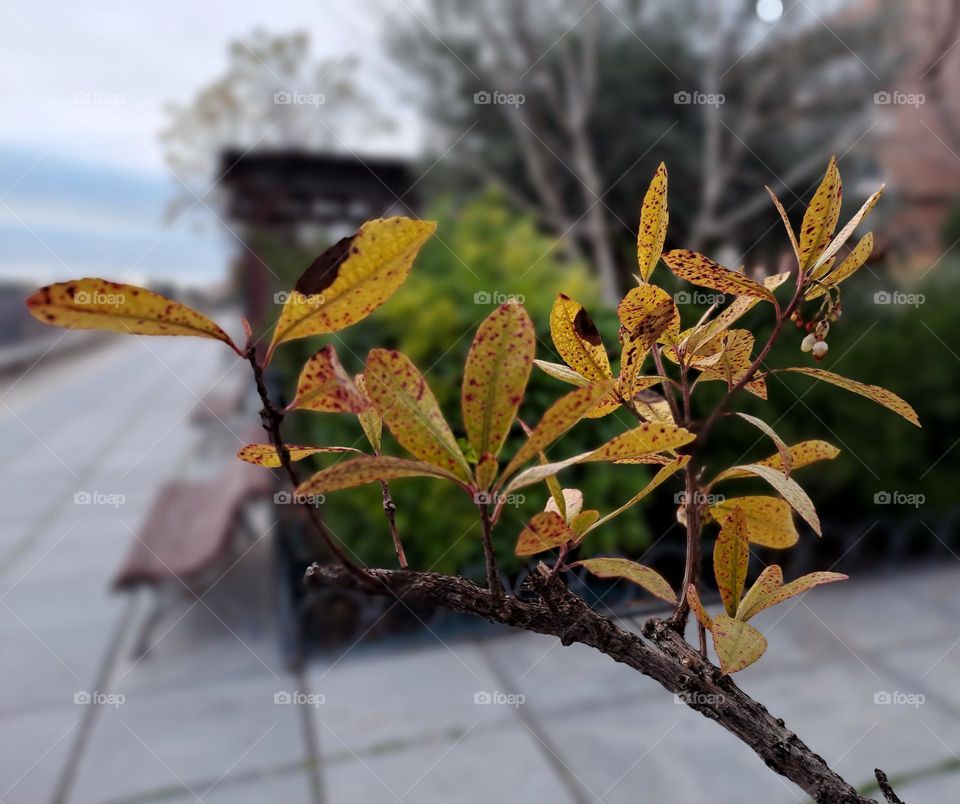 I took a photo of a branch