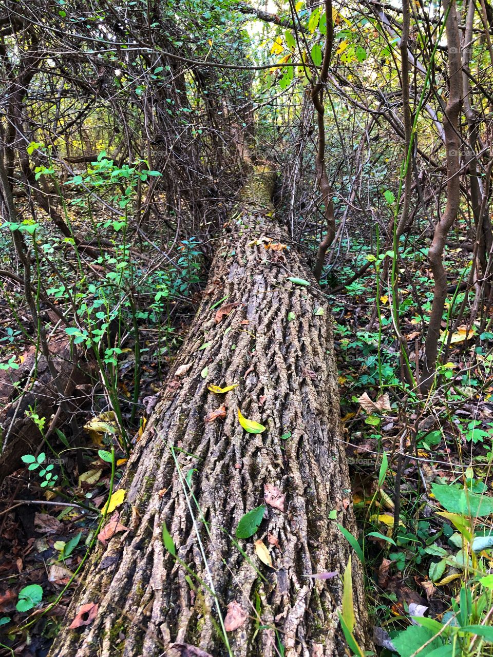 Fallen down tree in the woods