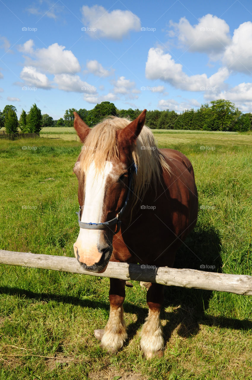 beautiful horse in the polish countryside