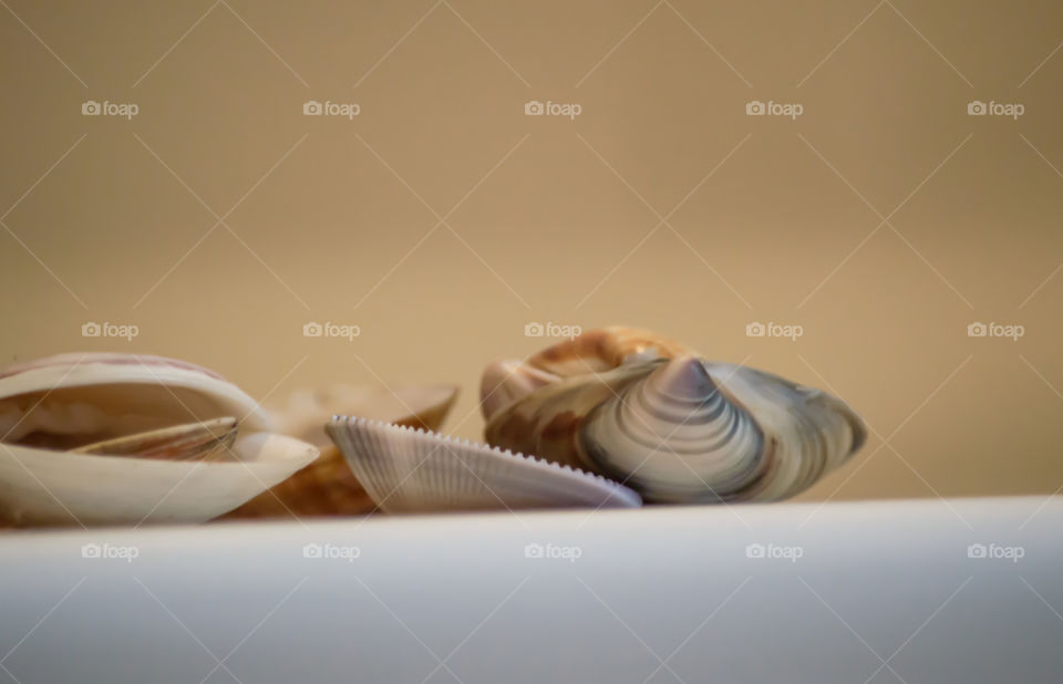 Close-up of seashells