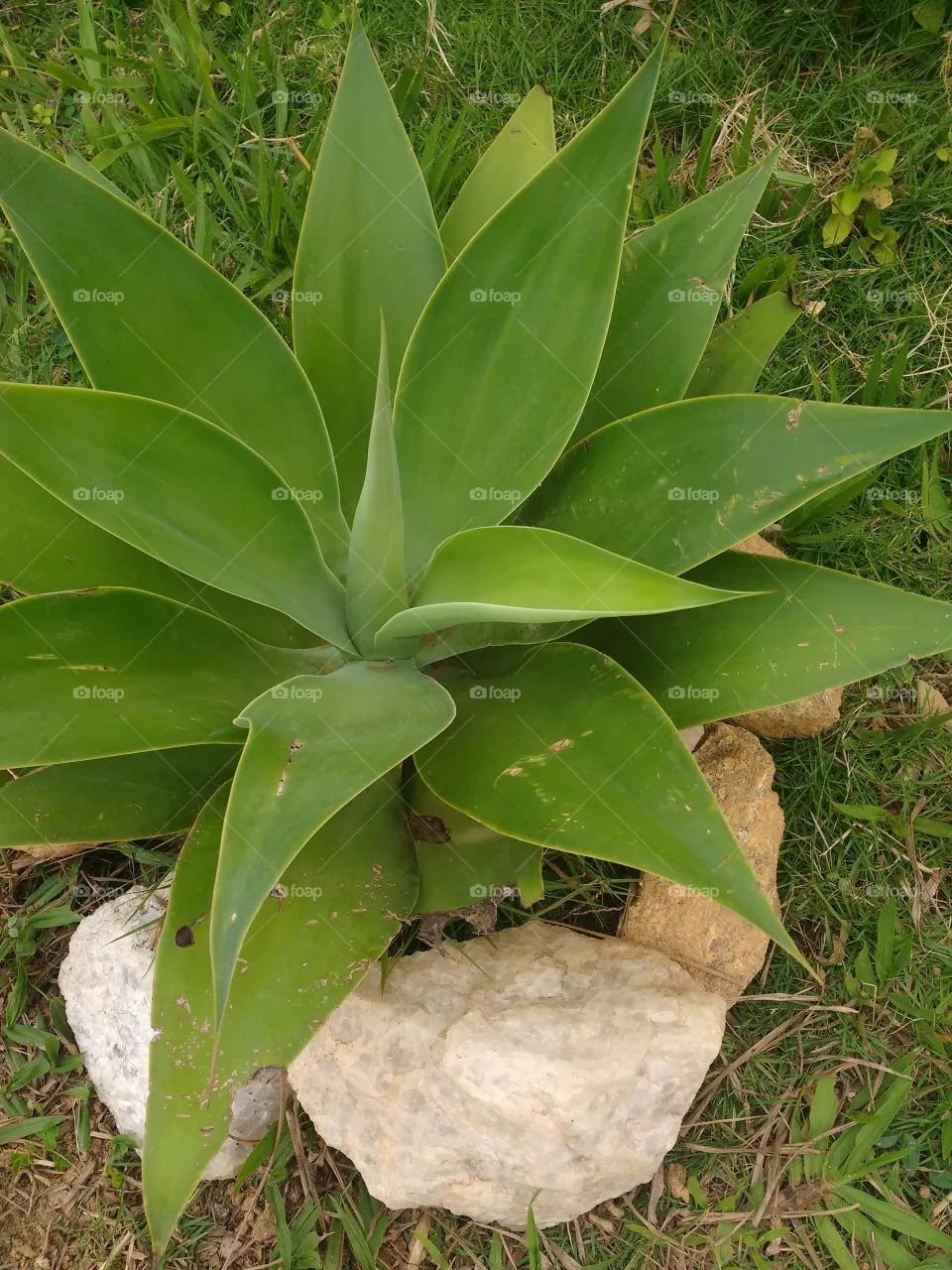 lindo