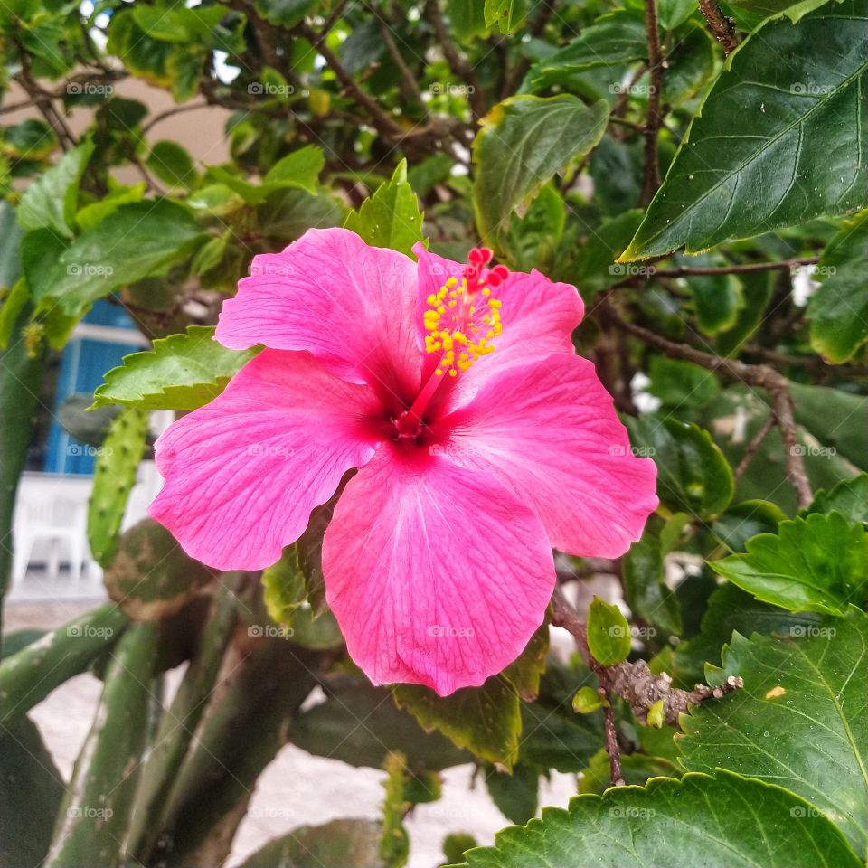 hibisco