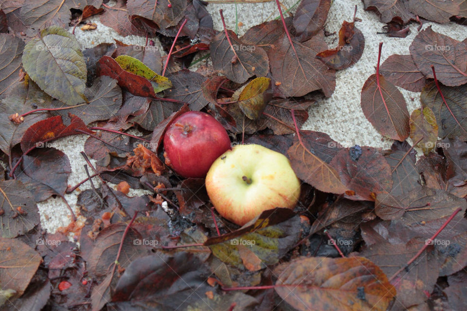 leaf autumn apple fruit by arman