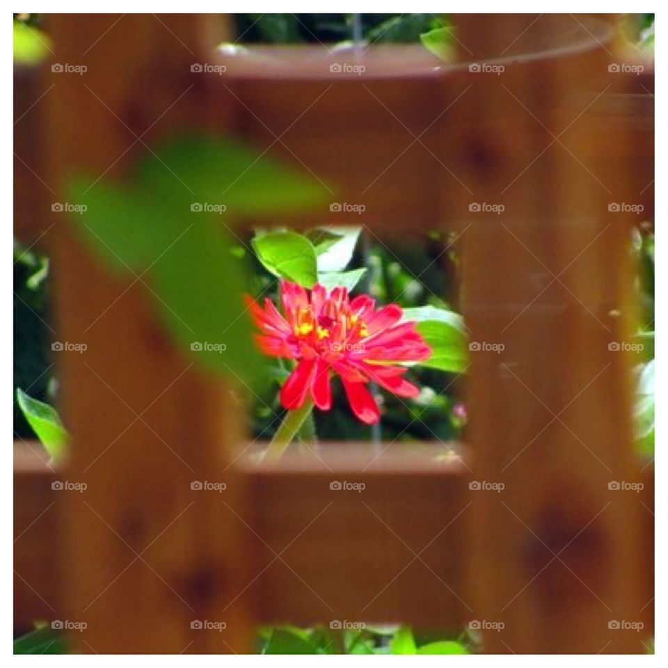 Peering Through a Fence