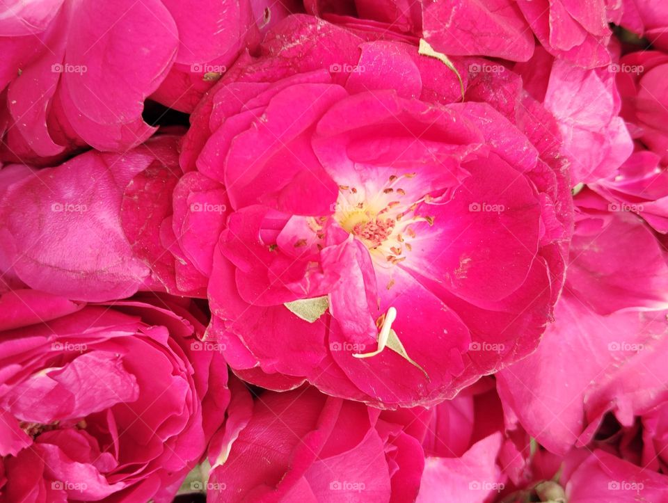 rose pink flower seasonal fresh shurb small size looks very nice and very beautiful generally found everywhere