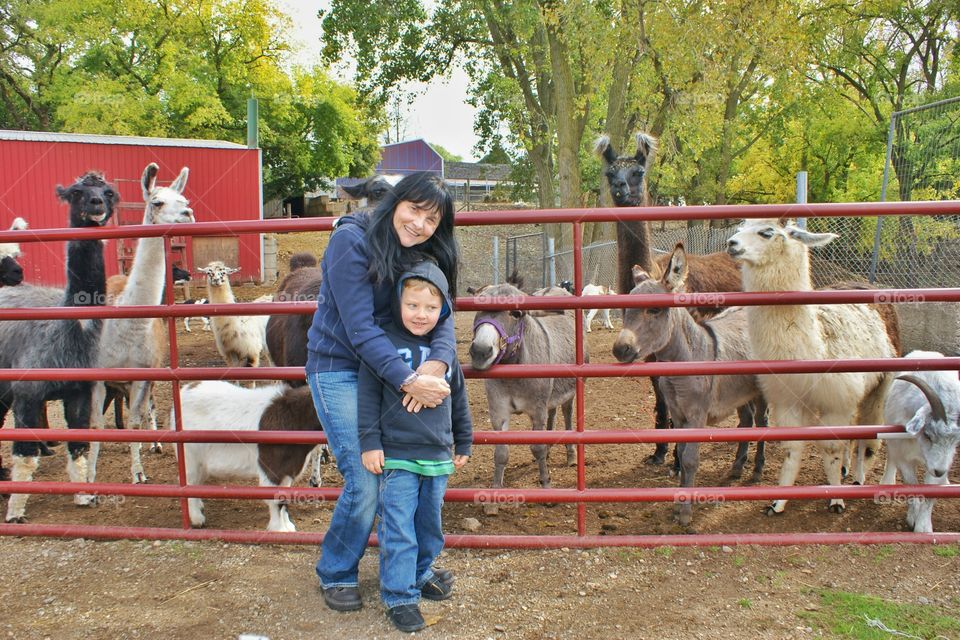 So many animals . Day at the farm trying to find the perfect pumpkin
