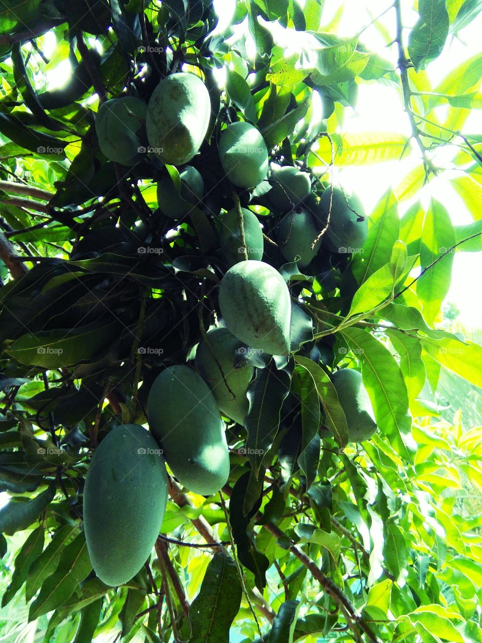 mango tree in nature