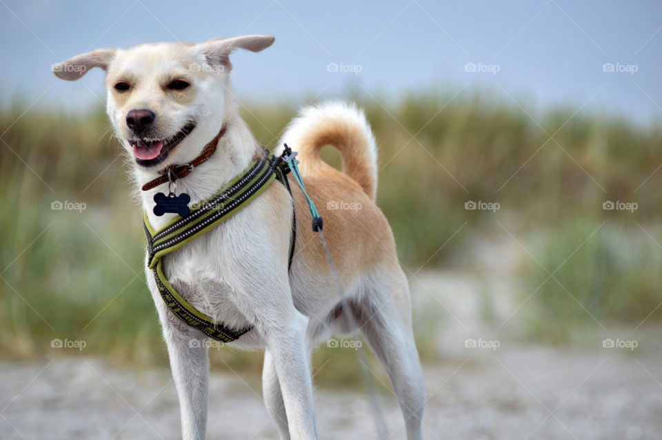 My dog Mickey on the beach