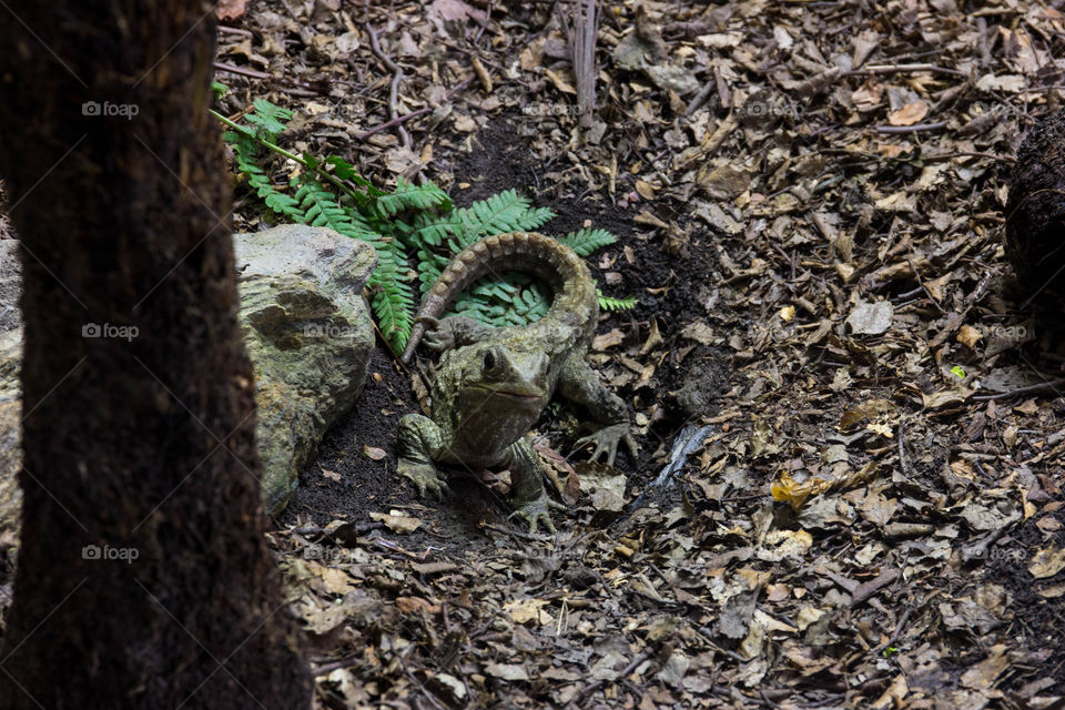 New Zealand - Queenstown sanctuary, a tuatara lizard 