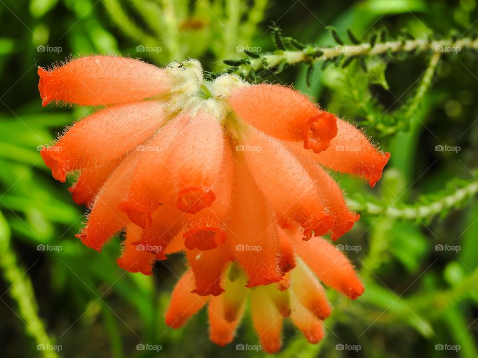 Macro flower 