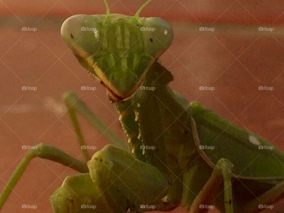 Praying mantis