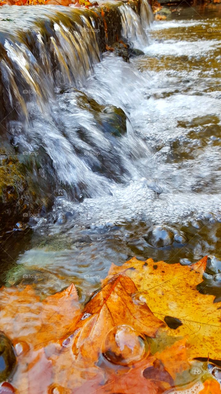 Wet autumn leafs in water