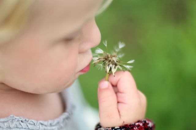 Kind and flower.Ребенок держит в руке одуванчик.