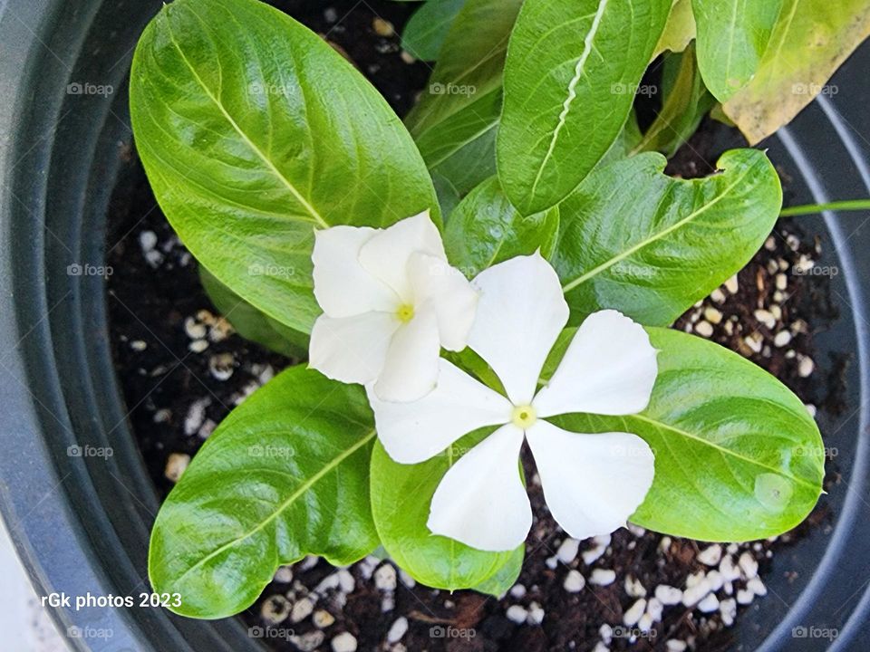 white periwinkle