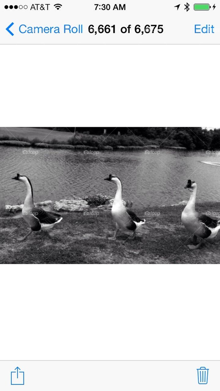 Geese 