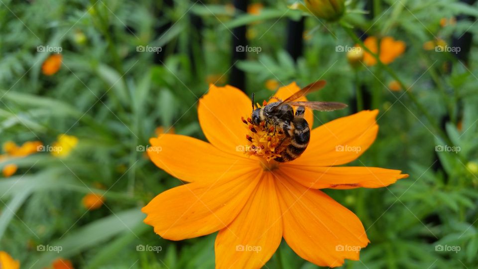 Bee