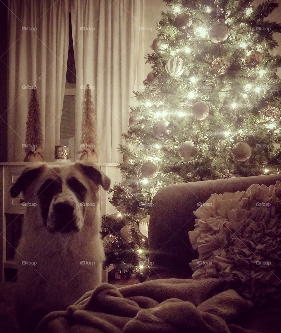 Leos Christmas Tree