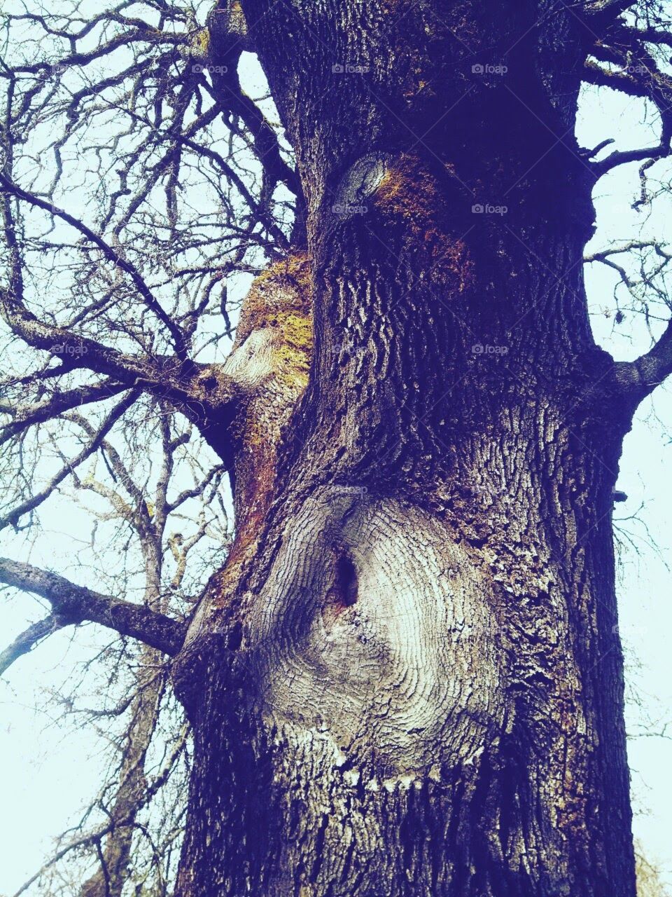 Oak Tree . Oak Tree Trunk 