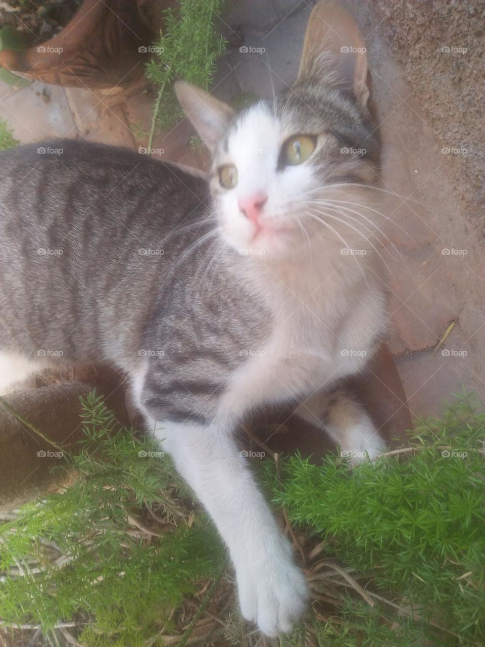 Beautiful cat looking at camera.