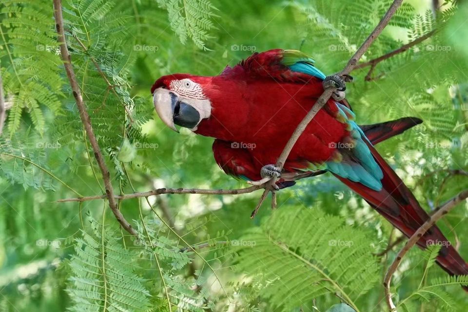 Red Peacock