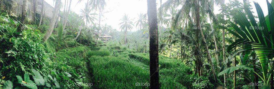 Ubud Rainforest in Bali, Indonesia
