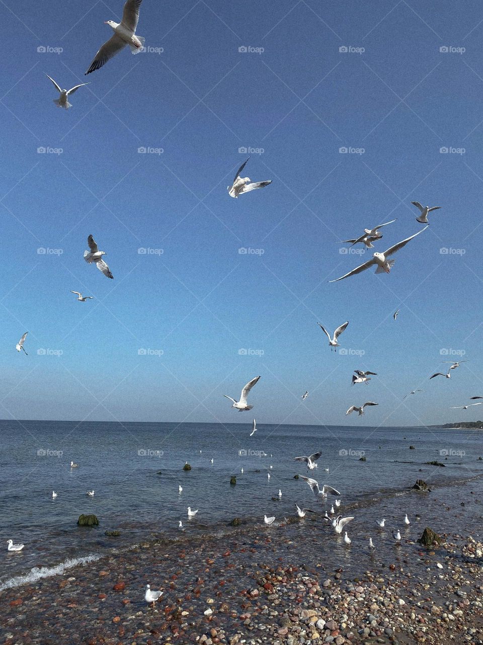 I would like describe this image luxuy and flying birds photo