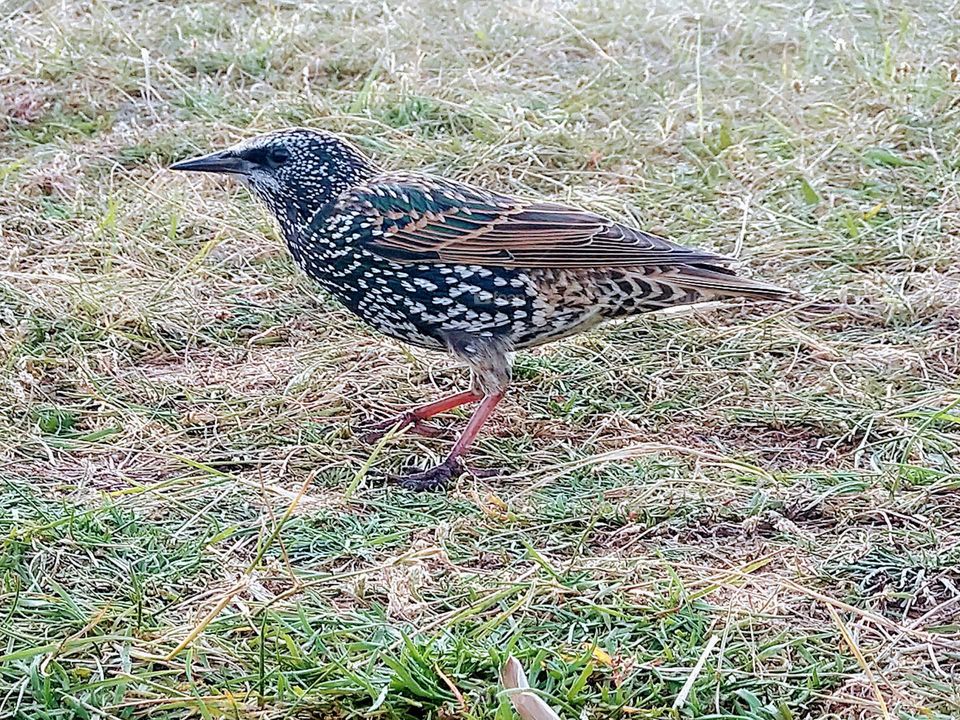 Young Starling.