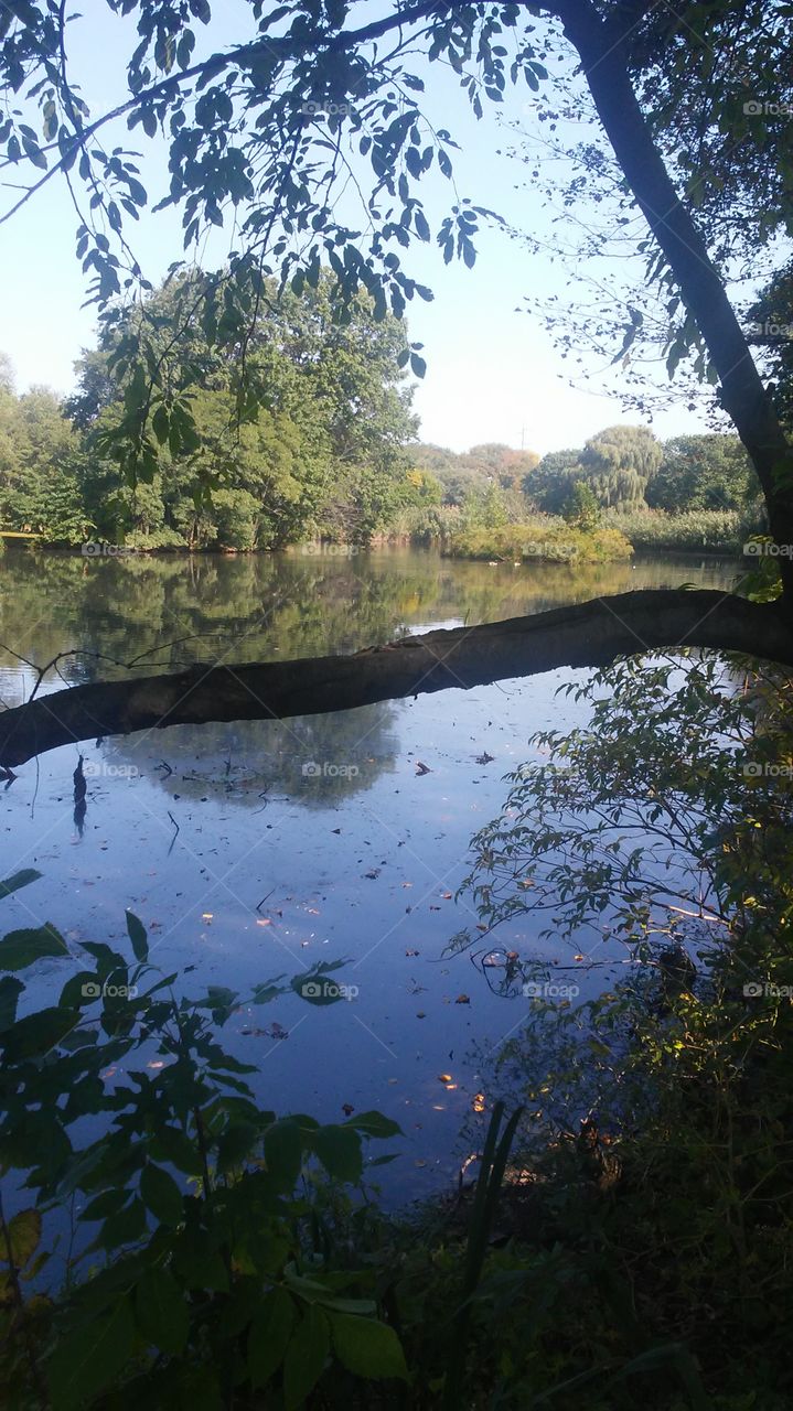 Tree, No Person, Landscape, Water, Wood