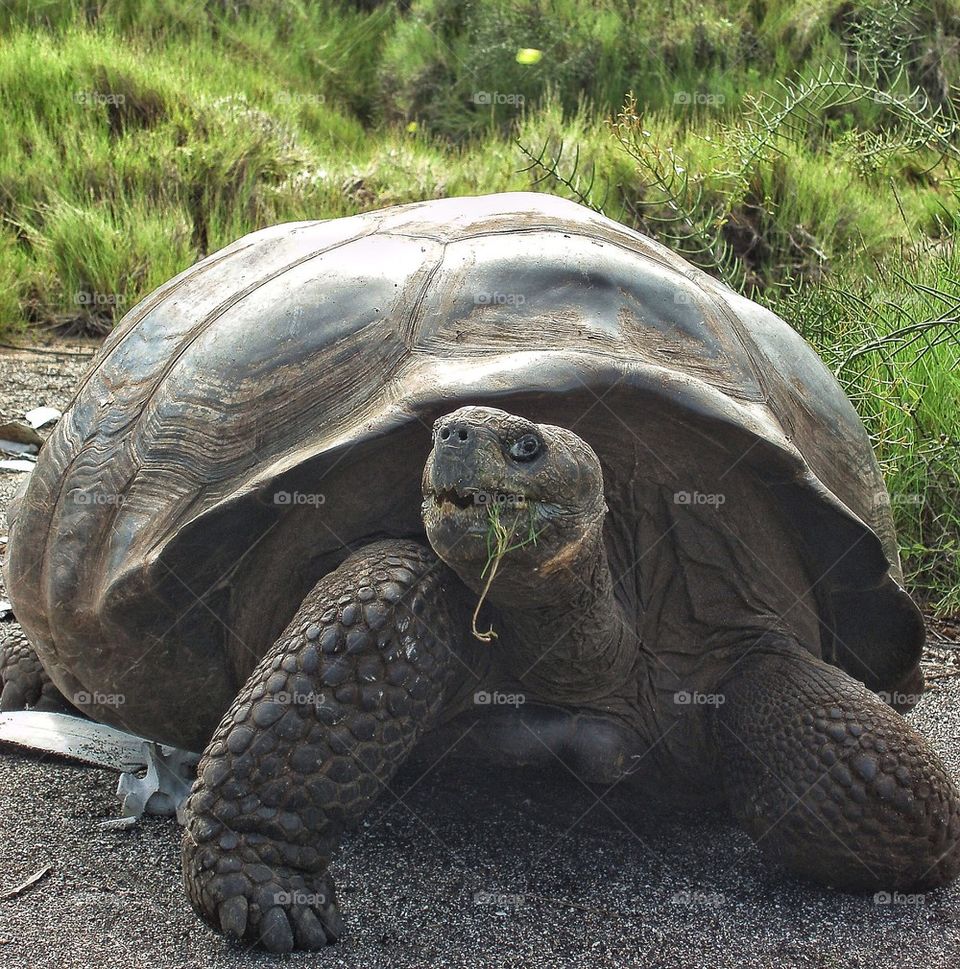 Turtle strolling